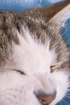 neko2.jpg