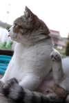 neko19[1].jpg